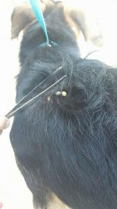 ...ticks
