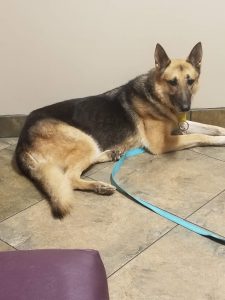 Getting Full Vet Check-up