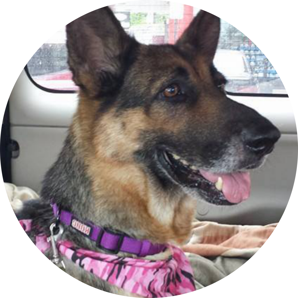 Gina's Story Working Dogs Rescue