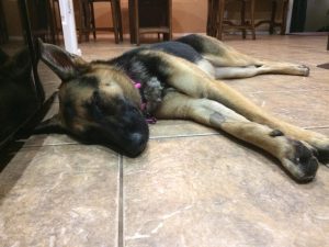 So relaxed & loved in her new home